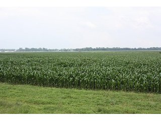 Property photo 7 - 69.3 +/- Acres offered in 2 Tracts